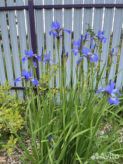 Ирисы сибирские
