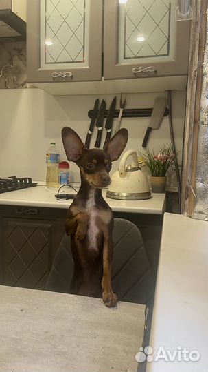 Той-терьер вязка