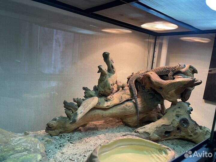 Кольцехвостая Ящерица с террариумом