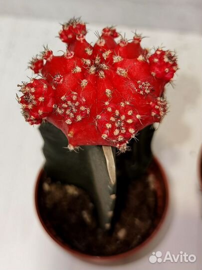 Кактусы и суккуленты редкие экзотические, микс