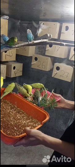 Волнистые попугаи ручные (самки)