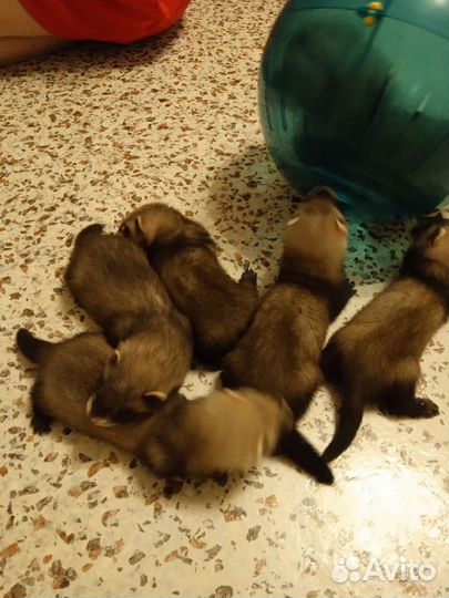 Вязка хорька