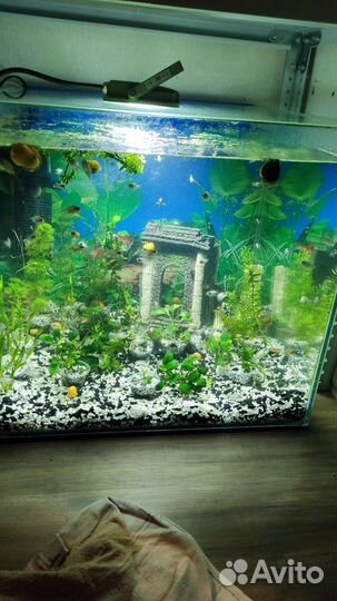 Аквариум
