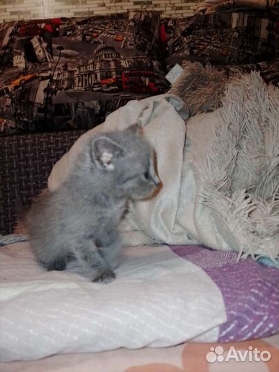 Отдадим котят