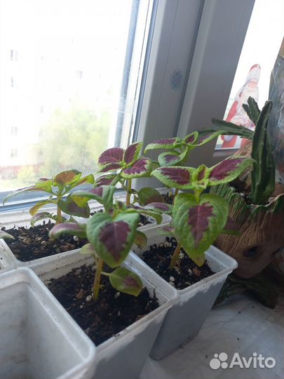 Колеус 