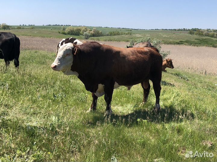 Бык племеной герефорд