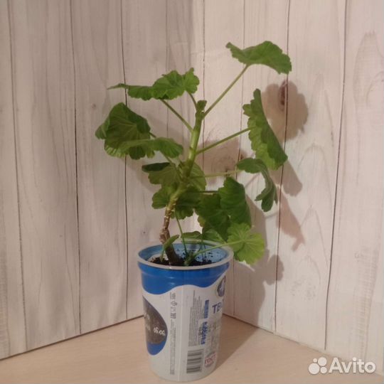 Пеларгония