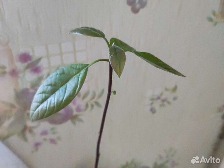 Дерево авокадо, авокадо для выращивания