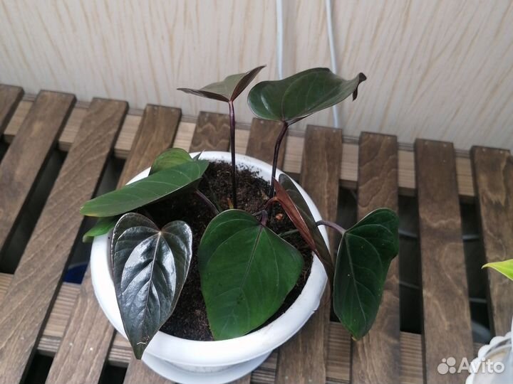 Антуриумы 5