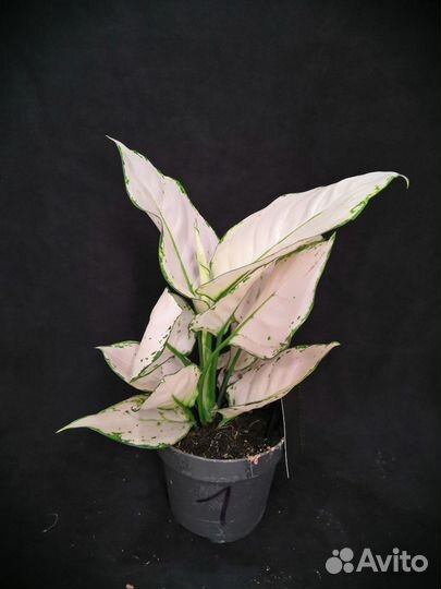 Аглаонема супер вайт 12/30