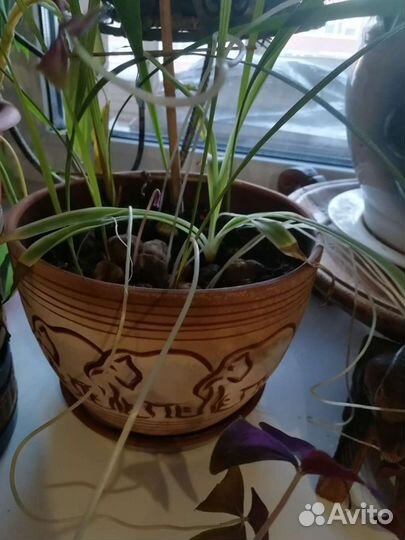 Цветок в керамическом горшке слон