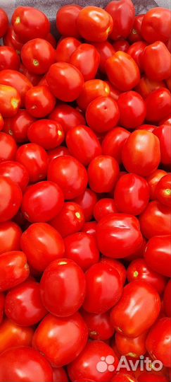 Помидоры сливка
