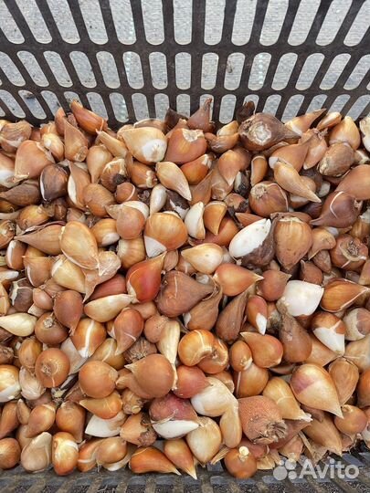 Луковицы тюльпанов