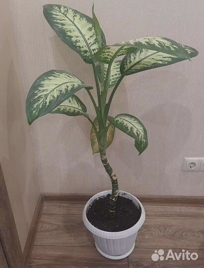 Диффенбахия, домашные цветы