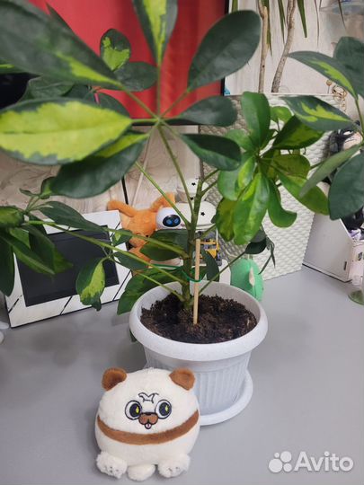 Комнатные цветы шефлера