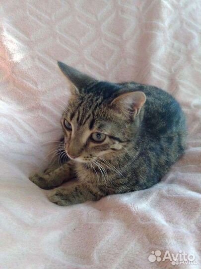 Котята 3 и 7месяцев в добрые руки