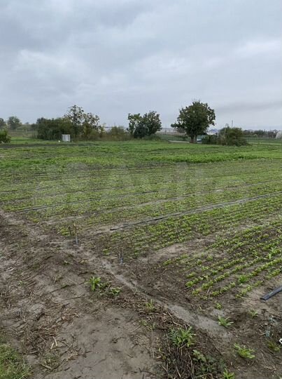 Участок 54 сот. (СНТ, ДНП)