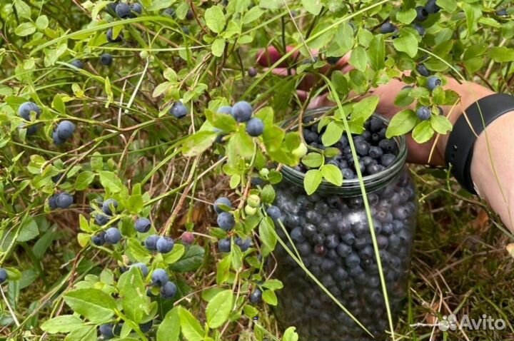 Черника свежая / ягоды
