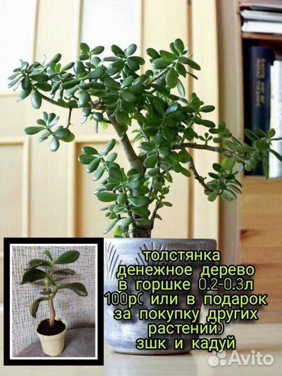 Фикус,кротон,диффенбахия, декабрист бамбук