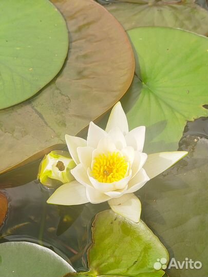 Нимфеи для пруда в больших горшках