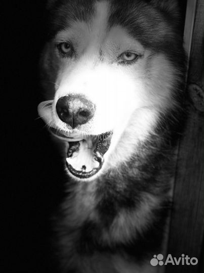 Вязка(кобель)