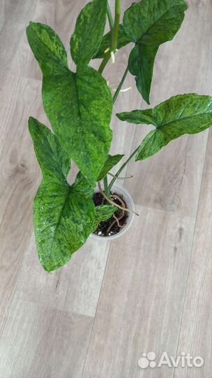 Филодендроны, сингониум