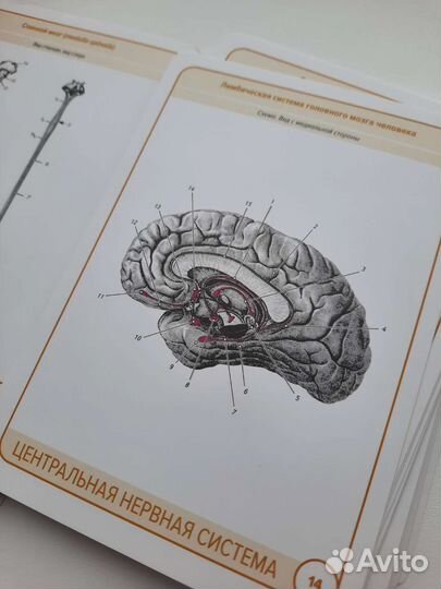 Карточки анатомия человека цена в описании