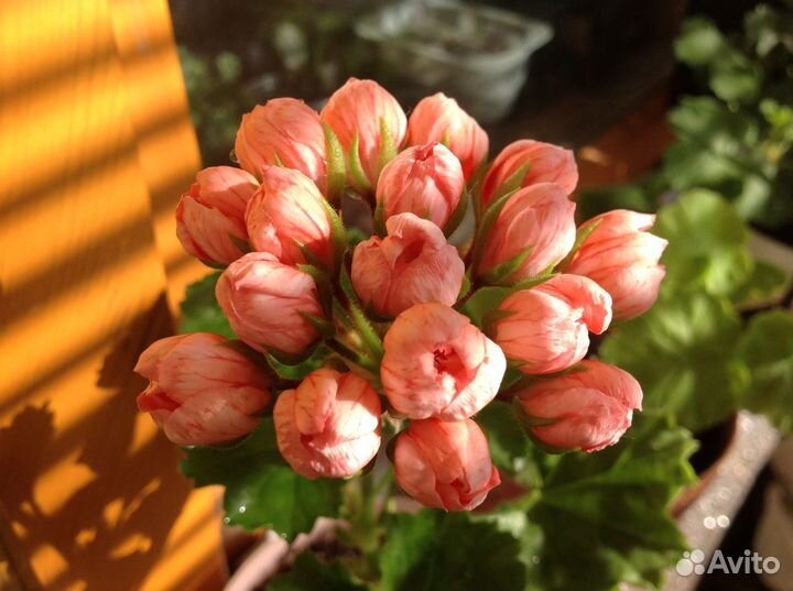 Пеларгонии тюльпанки