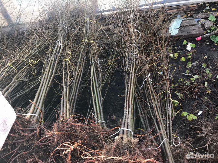 Саженцы липа