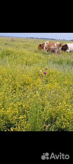 Продам сено в рулонах свежий укос