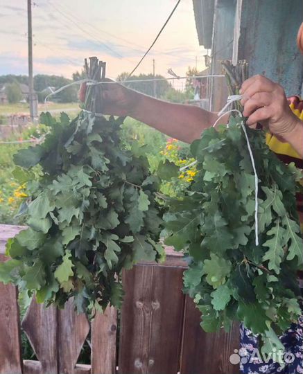 Веники дубовые