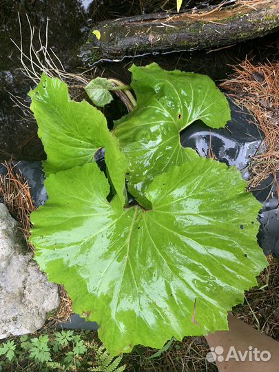 Продам красивейший папоротник страусово перо