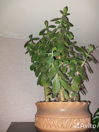 Толстянка большая