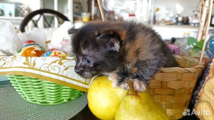 Котята ищут дом