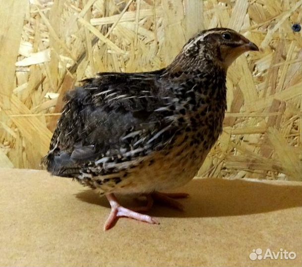 Живые перепела, яйцо инкубационное