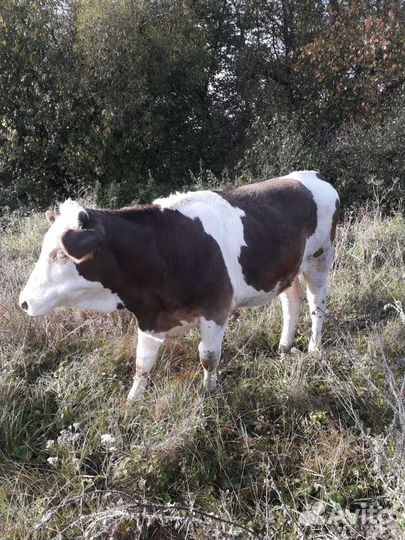 Продам двойных коров