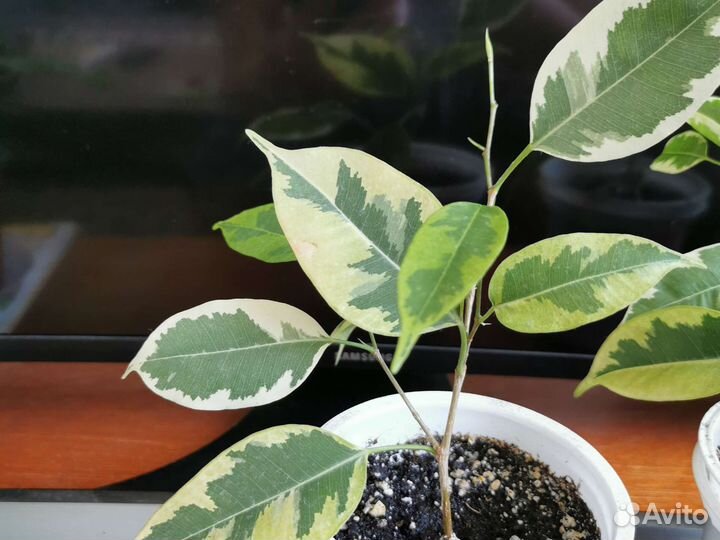 Фикус (укоренённый саженц)