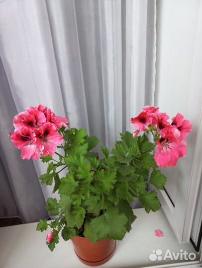 Пеларгония