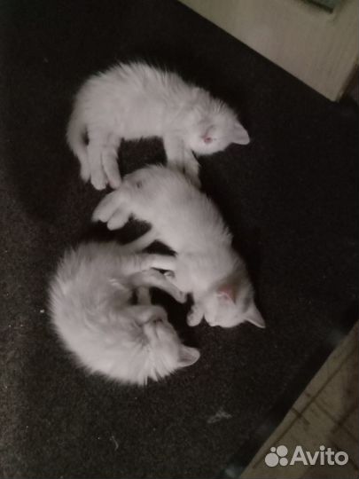 Котята