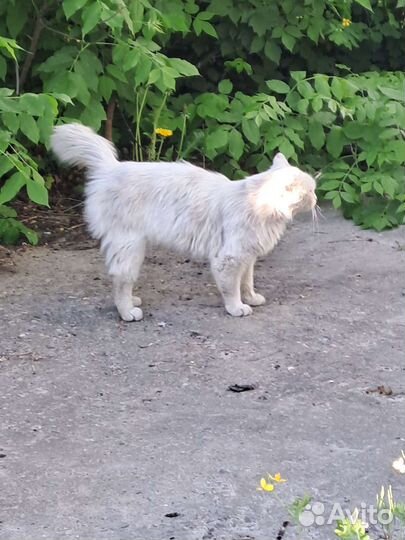 Была найдена кошка(На вид породистая)