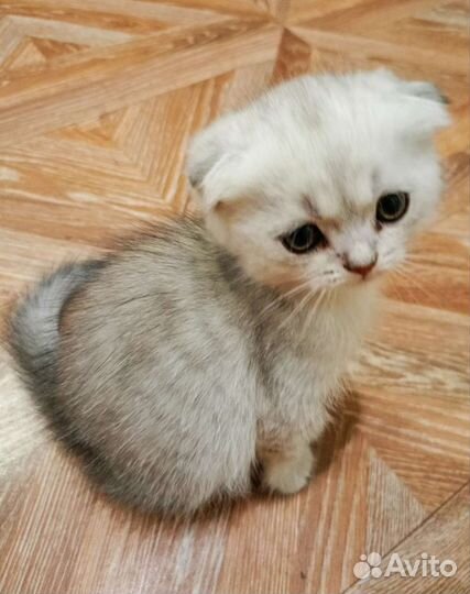 Кошки шотландцы