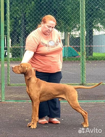 Венгерская выжла. Кобель для вязки