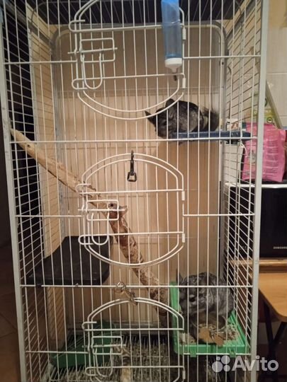 Дегу шиншиллы в добрые руки