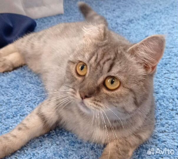 Шотландская кошечка-подросток