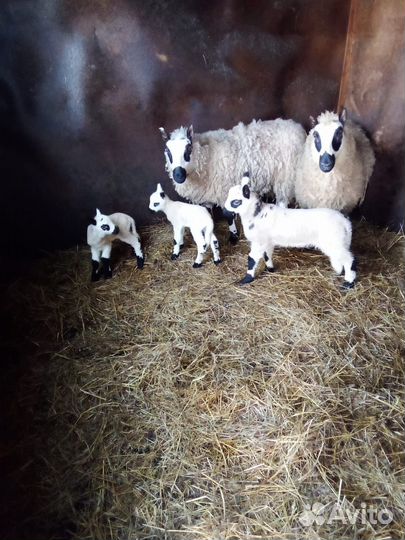 Овцы Керри Хилл Kerry Hill