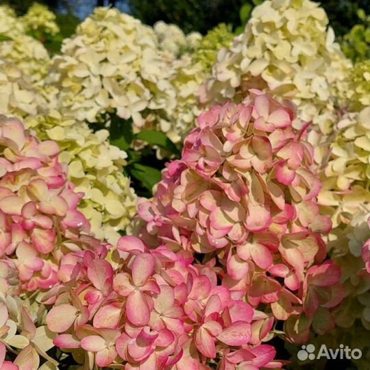 Гортензия метельчатая Бонфаер