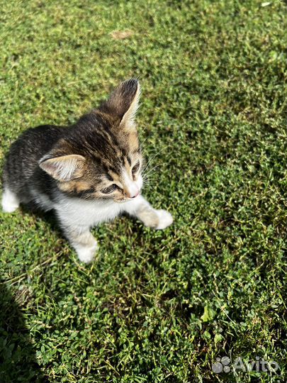 Котята в добрые руки бесплатно