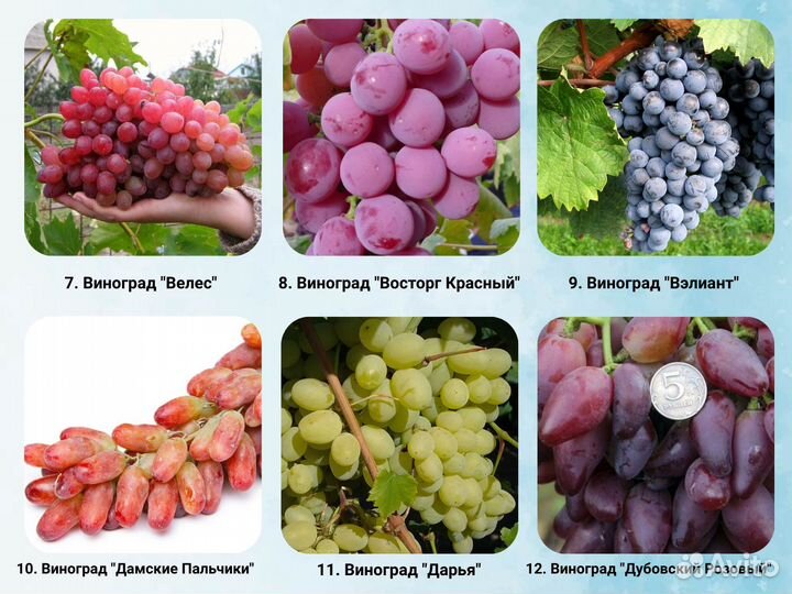 Саженцы Винограда