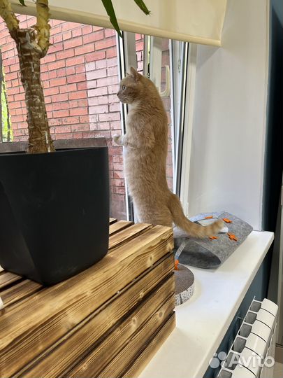 Зоогостиница для кошек