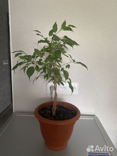 Фикус бенджамина